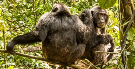 Kibale Forest National Park