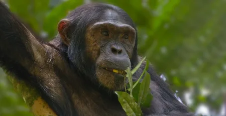 Kibale Forest National Park