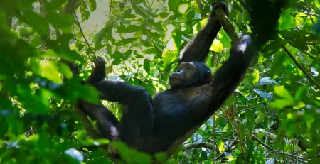 Kibale Forest National Park