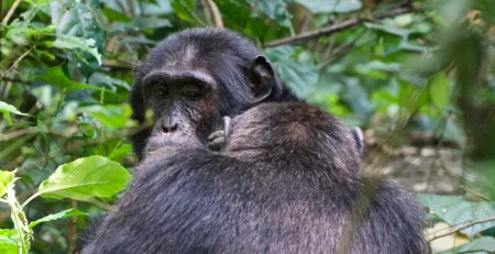 Kibale Forest National Park