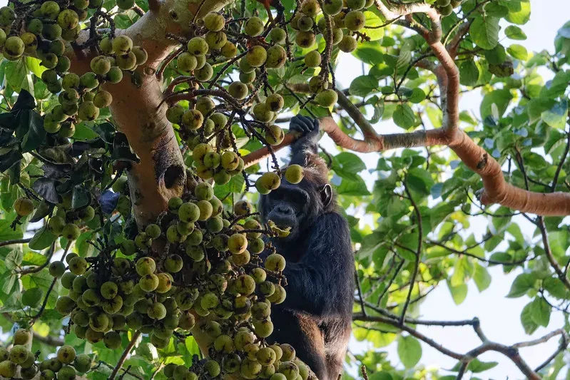 kyambura gorge on chimpanzee trekking