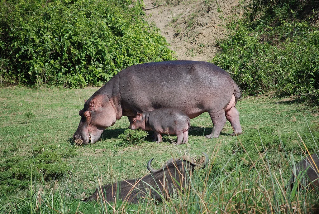 Kazinga channel animals